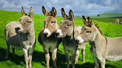 جمال شعبان يرد الاعتبار لـ الحمار في يومه العالمي