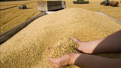  انخفاض جديد في أسعار القمح المستورد والدقيق بالأسواق