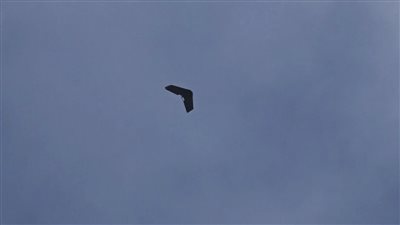 ناشطون يقتحمون مصنعا بريطانيا لتصدير المسيرات لإسرائيل (فيديو)