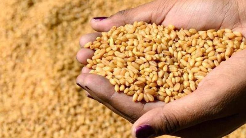 توريد القمح في المنيا،