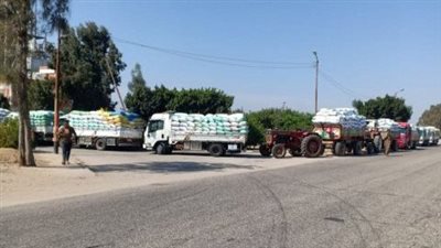 صوامع محافظة الشرقية تستقبل 497 ألف طن من القمح