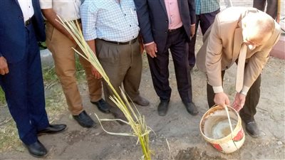 تعليم الأقصر يزرع أول شتلة دوم بمدرسة القرنة الزراعية 