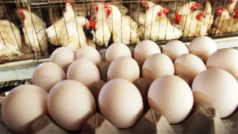 أسعار الدواجن والبيض،