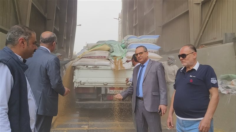 موسم القمح المحلي،