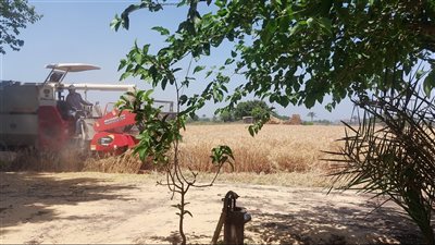 محافظ القليوبية ورئيس جامعة بنها يتابعان حصاد محصول القمح 