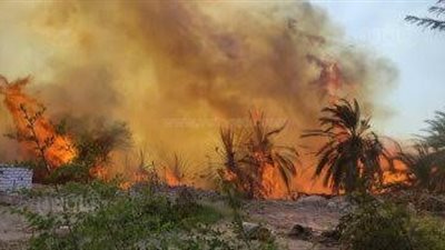 تفحم 100 نخلة، إخماد حريق في نخيل الملاحة بالوادي الجديد