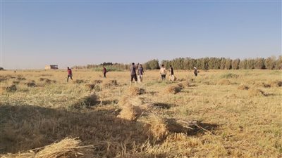 بخت العيال والصيفية حلال، فرحة مزارعي أسوان بحصاد وتوريد محصول القمح (فيديو وصور)