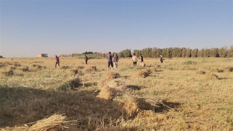 فرحة مزارعي أسوان
