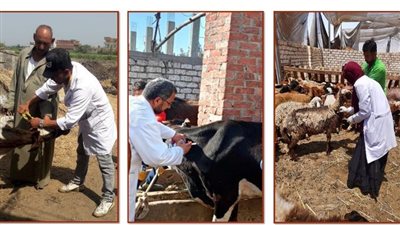 تحصين 586 ألف رأس ماشية ضد الحمى القلاعية والوادي المتصدع بالشرقية