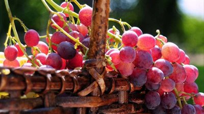 أسعار الفاكهة اليوم، انخفاض العنب وارتفاع التفاح في سوق العبور