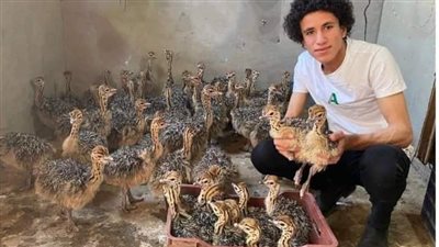 مصرع أصغر مربي نعام بمصر في حادث تصادم، ومتابعون: العين فلقت الحجر (صور)