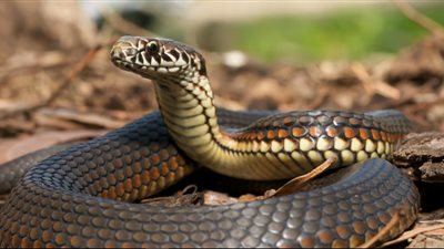 أخطر ثعبان في أستراليا ينتج سما يكفي لقتل 400 إنسان 
