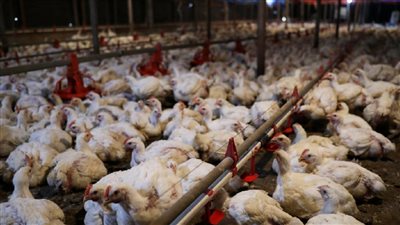 أخبار مصر اليوم.. سعر تذاكر الطلاب لزيارة متحف السكك الحديد.. اكتشاف 7 سماسرة متورطين في أزمة ارتفاع أسعار الدواجن