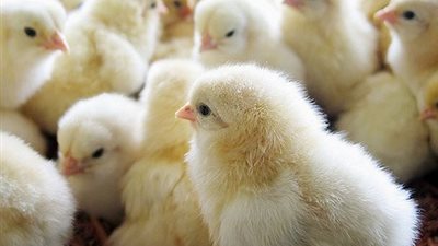  انخفاض أسعار الكتكوت الأبيض اليوم الإثنين في الأسواق