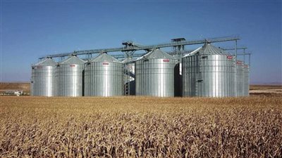 توريد 418 ألف طن قمح لصوامع المنيا منذ بدء الموسم 