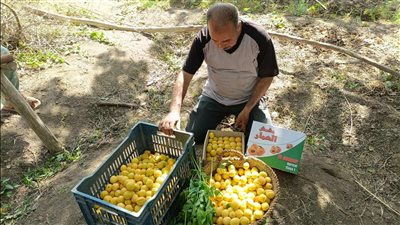 فرحة أهالي قرية العمار بطوخ بحصاد المشمش (صور) 