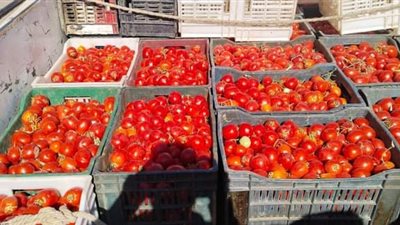طرح 5 أطنان طماطم بـ5 جنيه للكيو من إنتاج مشروعات بحيرة باريس في الوادي الجديد
