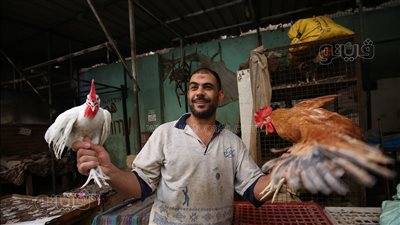 أسعار الدواجن اليوم الثلاثاء، سعر كيلو الفراخ البيضاء يواصل الارتفاع بالأسواق
