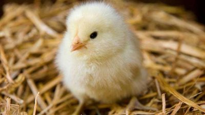 الكتكوت بـ15 جنيها.. الغرف التجارية تتوقع ارتفاع أسعار الدواجن