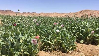 ضبط 137 شجرة خشخاش وسط زراعات القمح في حملة أمنية بأسيوط