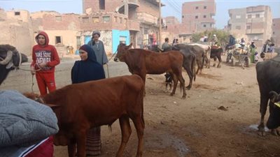 الزراعة : 163 قافلة بيطرية مجانية خلال العام الماضي 