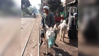 مزارع بقنا يصنع كمامة لحماره: 