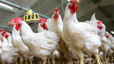 تجارية القاهرة تقدم 3 نصائح للمربين والمنتجين لمواجهة الطقس السيئ