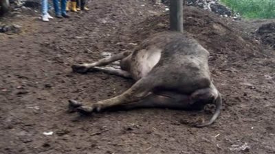 العناية الإلهية تنقذ مزارعاً من الموت صعقاً في الغربية