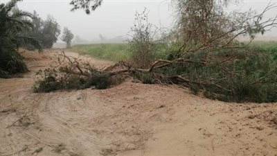 خسائر الساعات الأولى من الطقس السيء.. انقطاع الكهرباء عن 22 قرية ببني سويف.. انهيار 5 منازل.. وسقوط 21 شجرة بالإسكندرية.. ومصرع شخص بالوادي الجديد