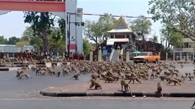 القرود تصاب بالجنون في تايلاند بسبب فيروس كورونا | فيديو وصور