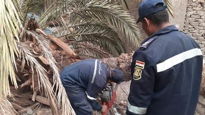 محافظة سوهاج: إزالة أي أشجار أو أسلاك كهرباء تسبب خطورة على المواطنين | صور