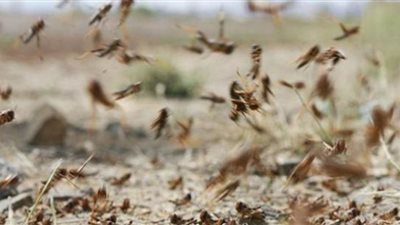 بريطانيا تهدي دول شرق أفريقيا كمبيوتر عملاق لمواجهة الجراد