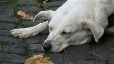 كلب ينقذ 6 أشخاص من فندق منهار في الصين اُستخدم للحجر الصحي | فيديو