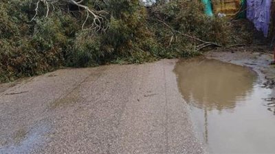 سقوط شجرة بسبب الطقس السيئ يقطع الكهرباء والطريق بالسنطة