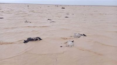 لجنة لحصر الأغنام النافقة بمطروح لتعويض أصحابها