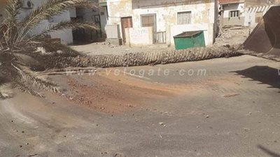 رئيس مدينة القصير: إزالة عدد من النخيل الآيل للسقوط حفاظا على المواطنين | صور