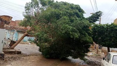 إغلاق الطريق الفرعية ببني سويف بسبب سقوط الأشجار والنخيل | صور