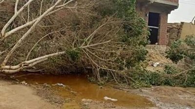 سقوط أشجار بمركز الواحات البحرية بسبب شدة الرياح| صور