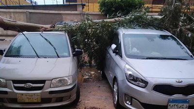 لافتة ضخمة وشجرة يحطمان سيارات ببورسعيد بسبب الرياح الشديدة | صور