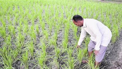 برلماني يطالب بإعفاء المزارعين من نصف غرامات الأرز