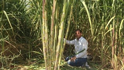 نائب يطالب بتفعيل دور التعاونيات للقضاء على الوسطاء والسماسرة