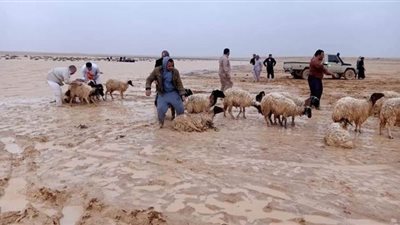 نفوق عشرات الأغنام شرق مرسي مطروح بسبب الأمطار| صور