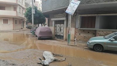 نفوق حمارين صعقاً بماس كهربائي في مياه الأمطار بالمنيا | صور