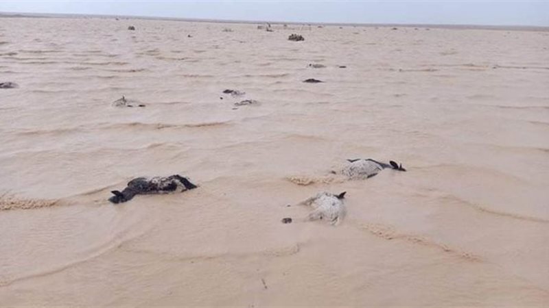 الاغنام النافقة بمطروح