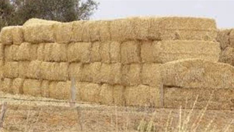رؤية التبن في المنام