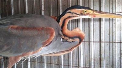 صحيفة بريطانية تحذر من ظهور فيروس مشابه لـ