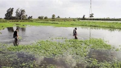 برلماني يطالب بتفعيل صندوق تعويض المزارعين وقت الكوارث