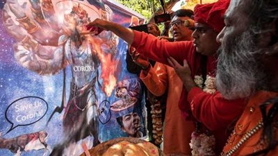 جماعة دينية تنظم حفلا لاحتساء بول البقر كلقاح لـ