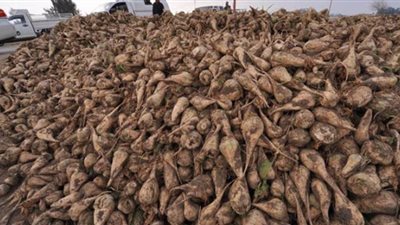 تأخر حصاد بنجر السكر أبرز الآثار السلبية لسوء الأحوال الأجوية