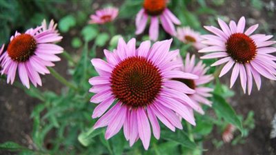 لمواجهة كورونا.. طبيب يكشف عن نبات صيني لتقوية المناعة